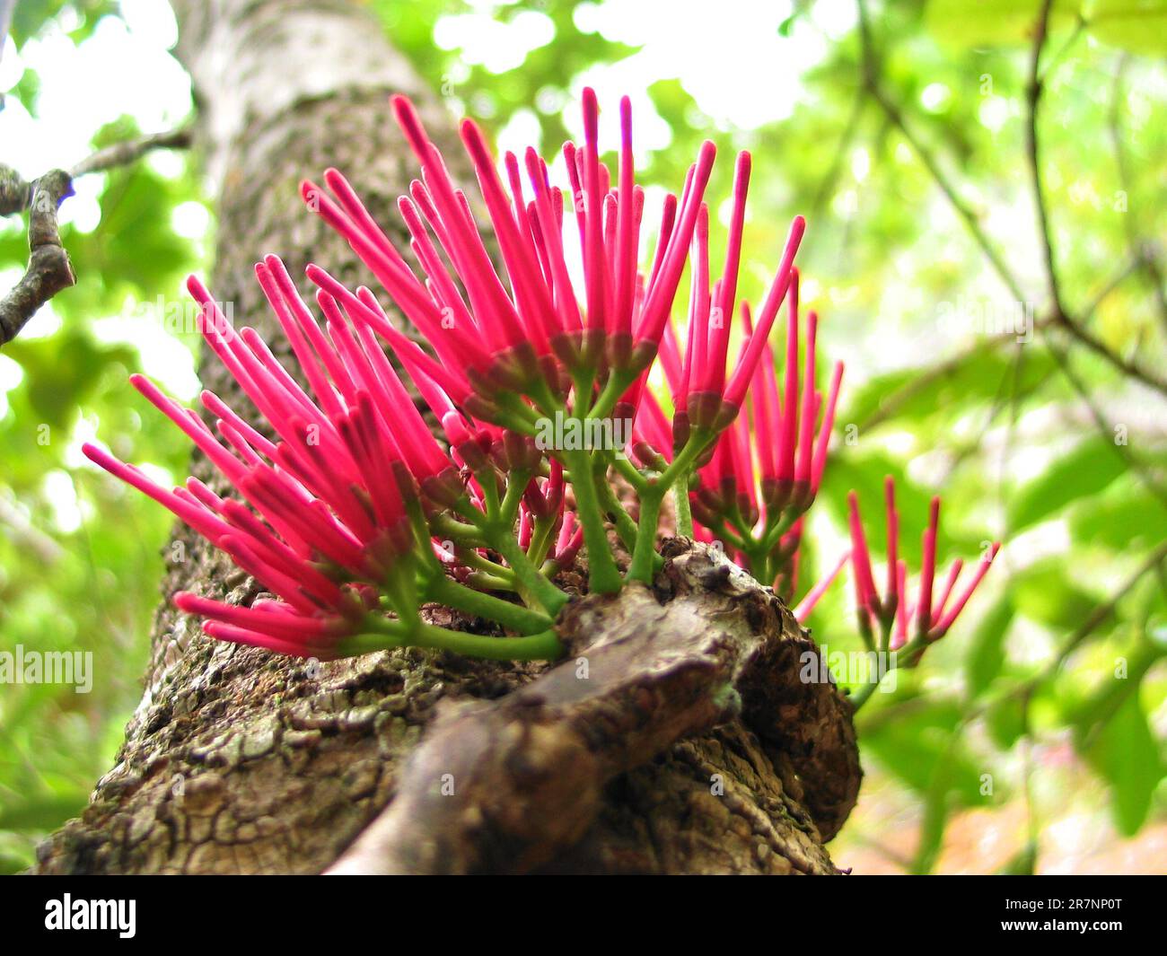 Flower of a tropical parasitic vine (Amyema scandens). Stock Photo