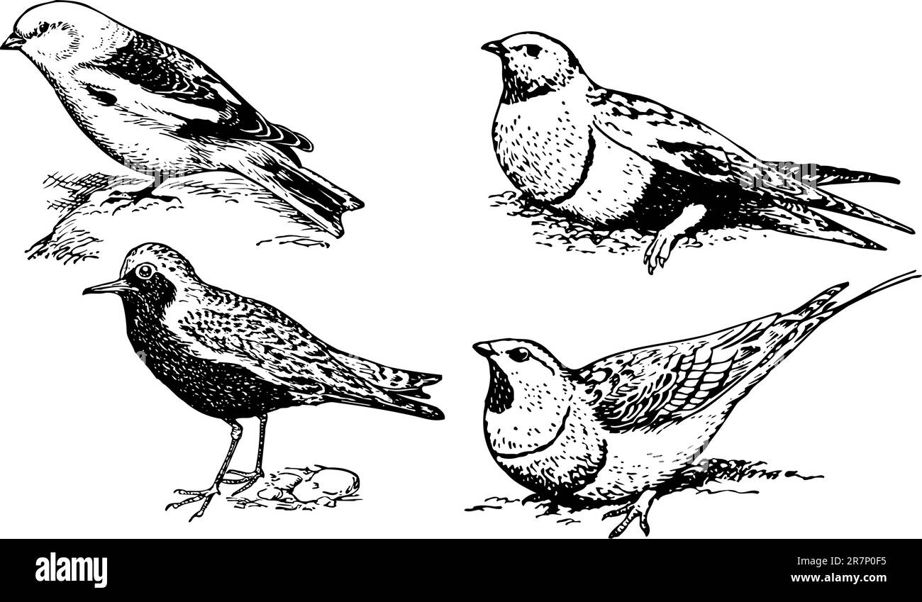 Some Birds Isolated On White Stock Vector Image Art Alamy