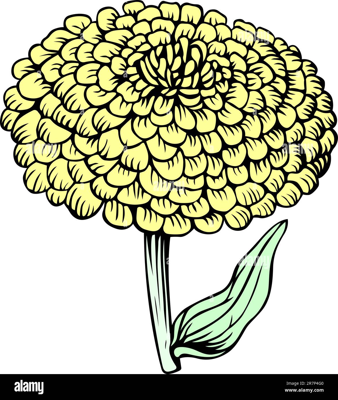 Flower isolated on white Stock Vector Image & Art - Alamy