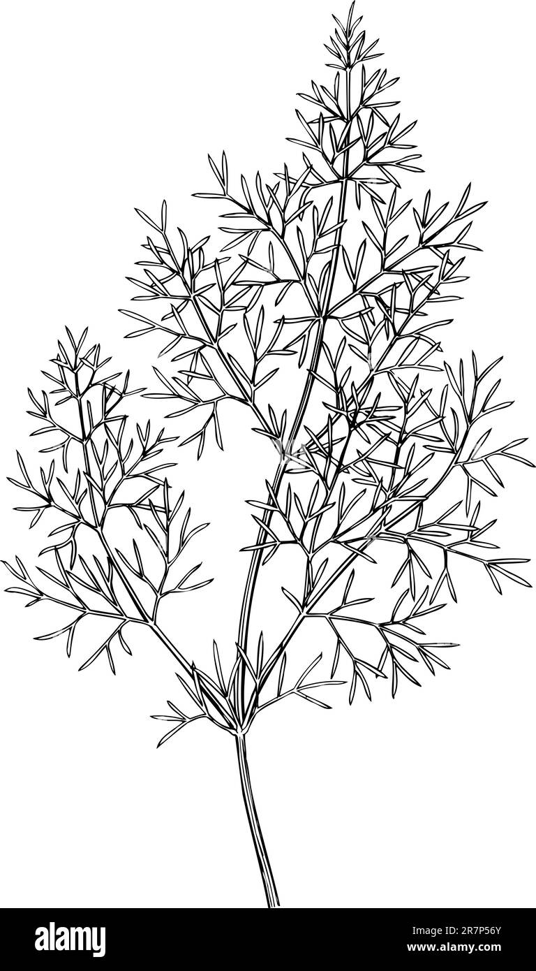 Plant isolated on white Stock Vector Image & Art - Alamy