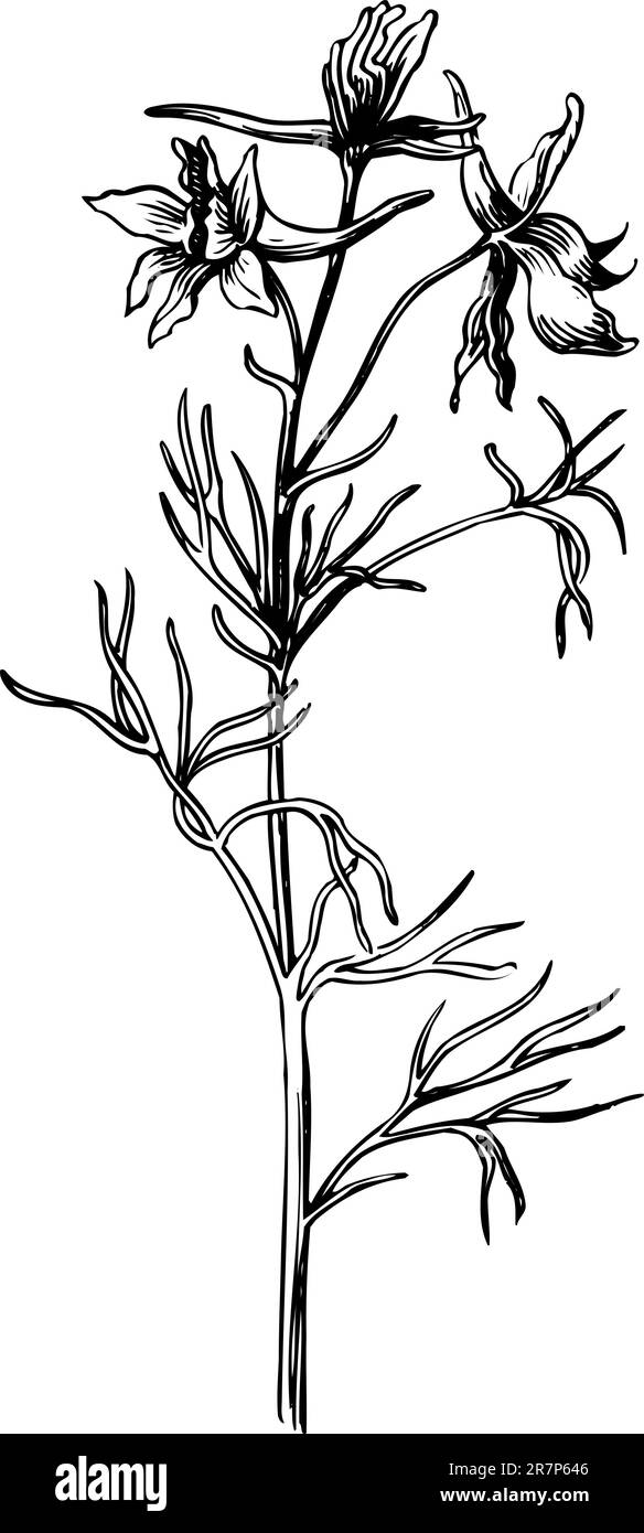 Branch of Delphinium elatum isolated on white Stock Vector