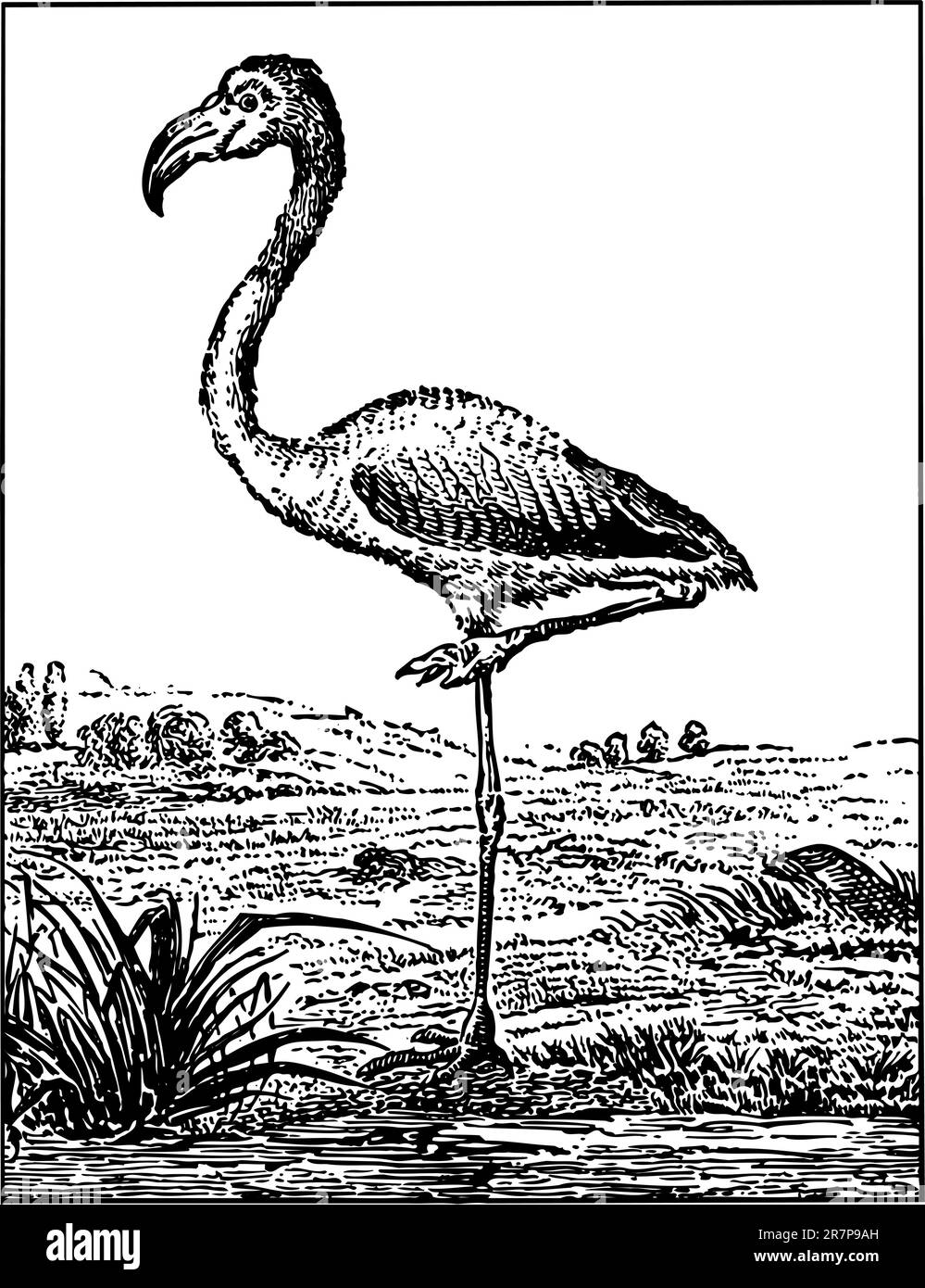 Cartoon flamingo vector Black and White Stock Photos & Images - Alamy