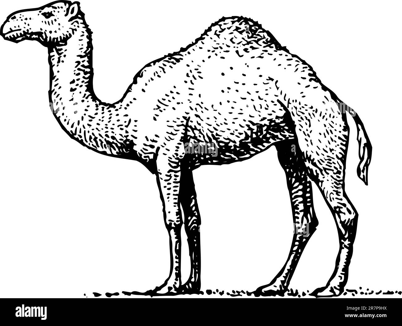 Cartoon Camel Cut Out Stock Images And Pictures Alamy