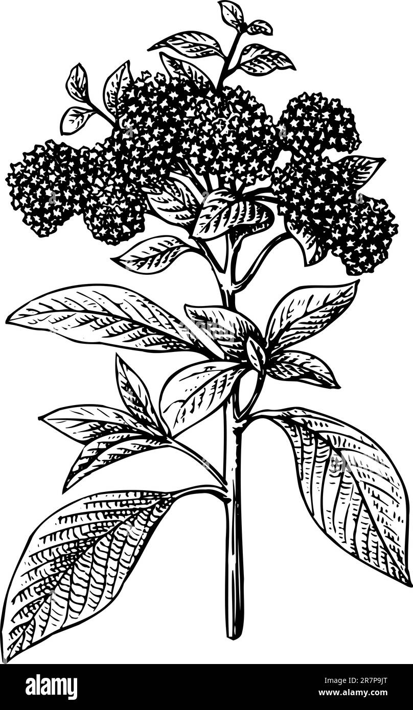 Pea on plant Black and White Stock Photos & Images - Alamy