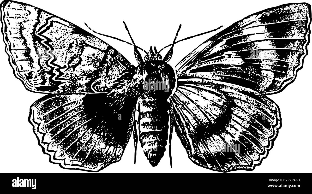 Butterfly isolated on white Stock Vector Image & Art - Alamy