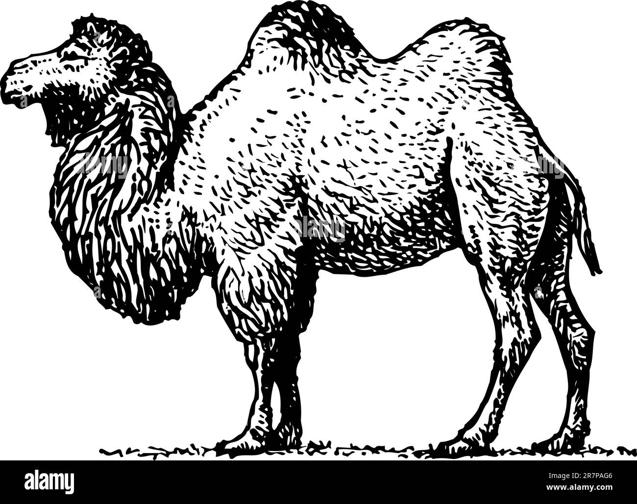 Cartoon camel Cut Out Stock Images & Pictures - Alamy