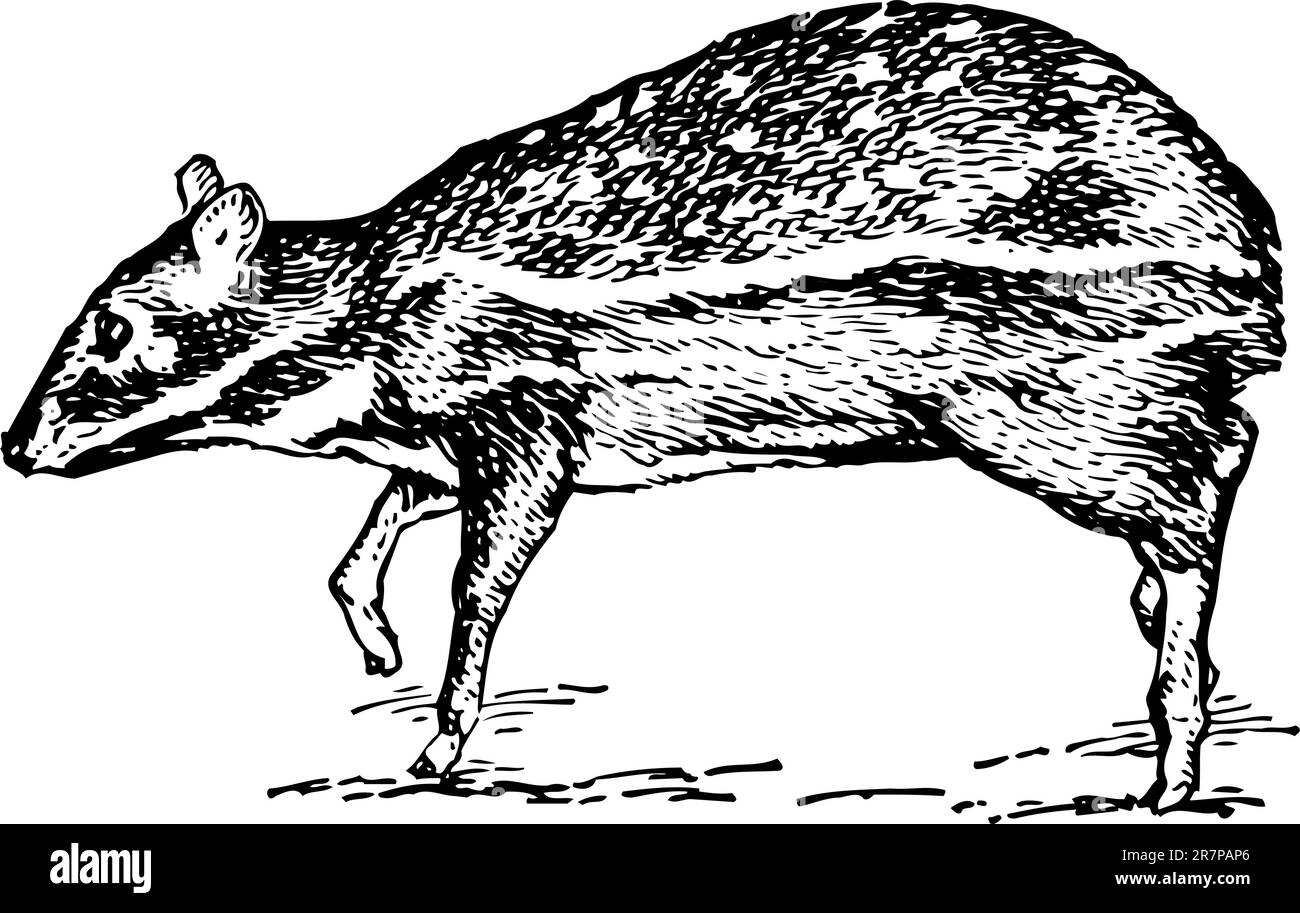 Rodent isolated on white Stock Vector Image & Art Alamy