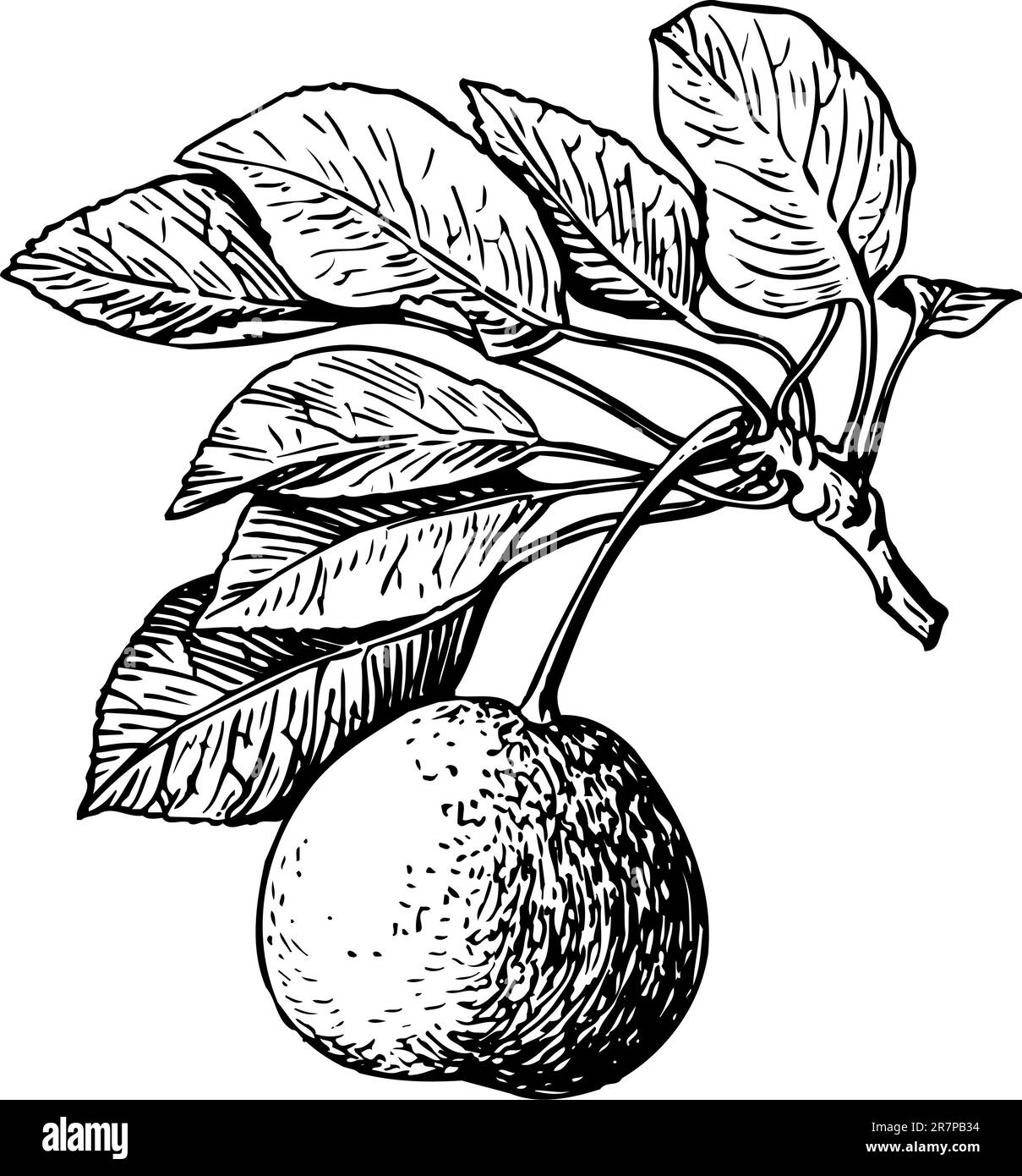 Pear tree leaves Stock Vector Images Alamy