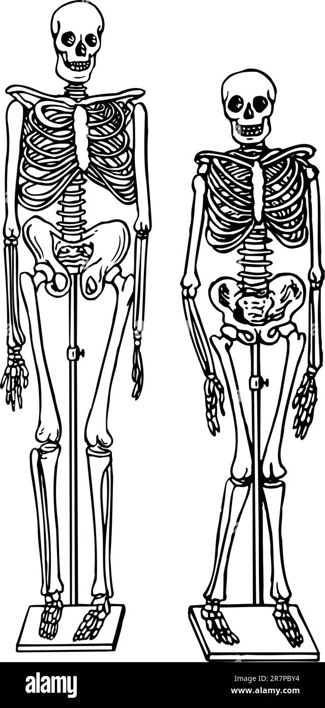 Human skeletons isolated on white Stock Vector