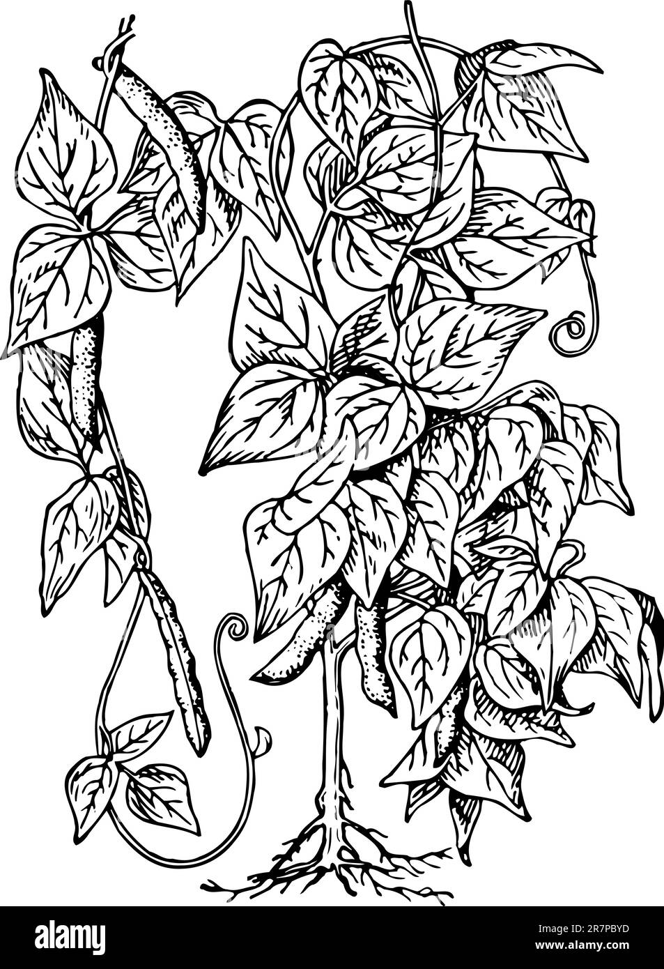 Bean plant Black and White Stock Photos & Images Alamy