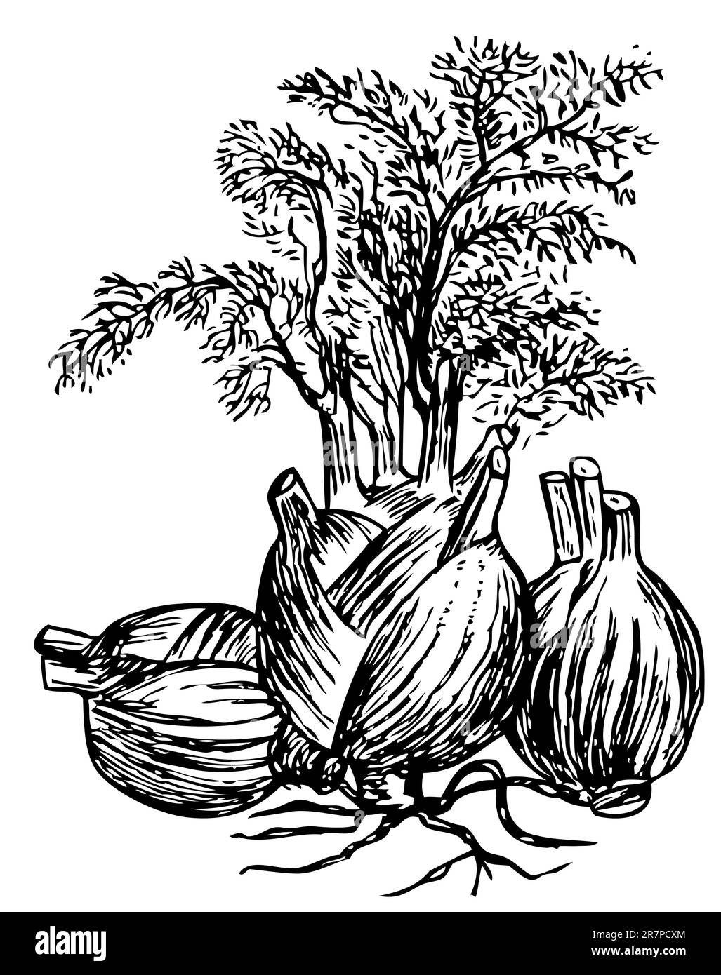 Fennel (Finocchio) isolated on white Stock Vector Image & Art Alamy