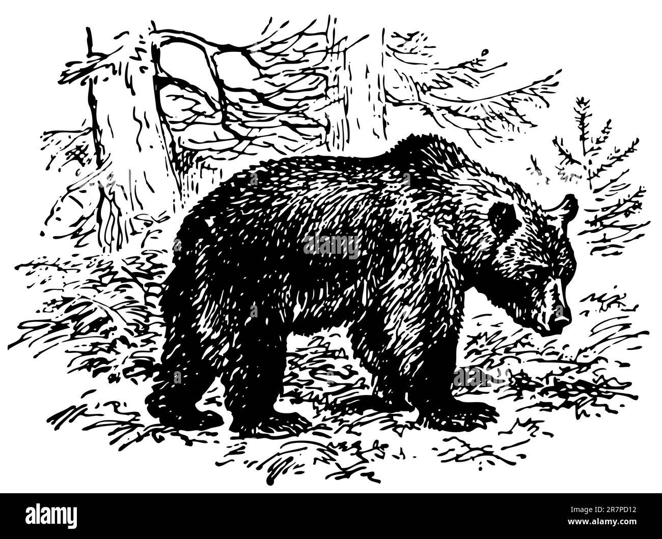 Brown bear illustration hi-res stock photography and images - Alamy