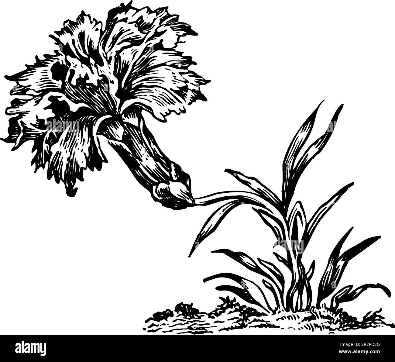 Flower isolated on white Stock Vector Image & Art - Alamy