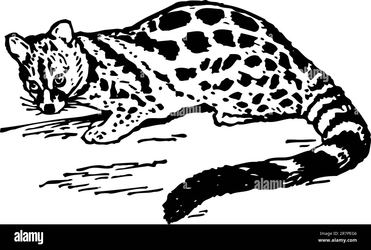 Leopard isolated on white Stock Vector
