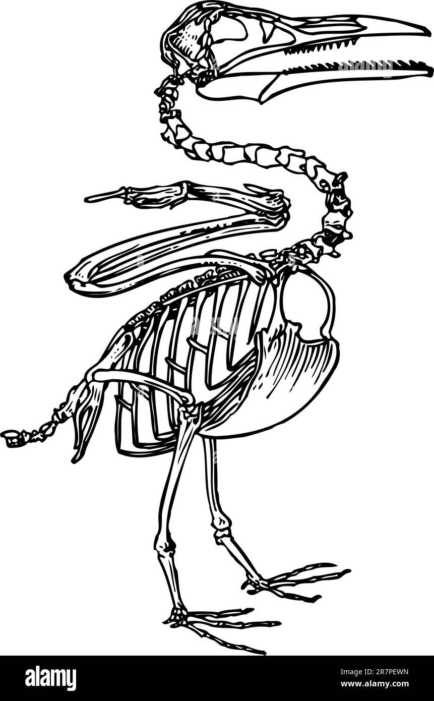 Bird Skeleton Isolated Stock Vector Image Art Alamy Bird Skeleton Isolated Stock Vector Image Art Alamy