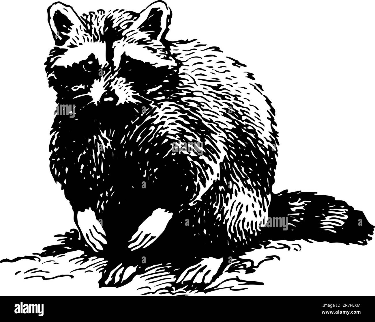 Racoon isolated on white Stock Vector