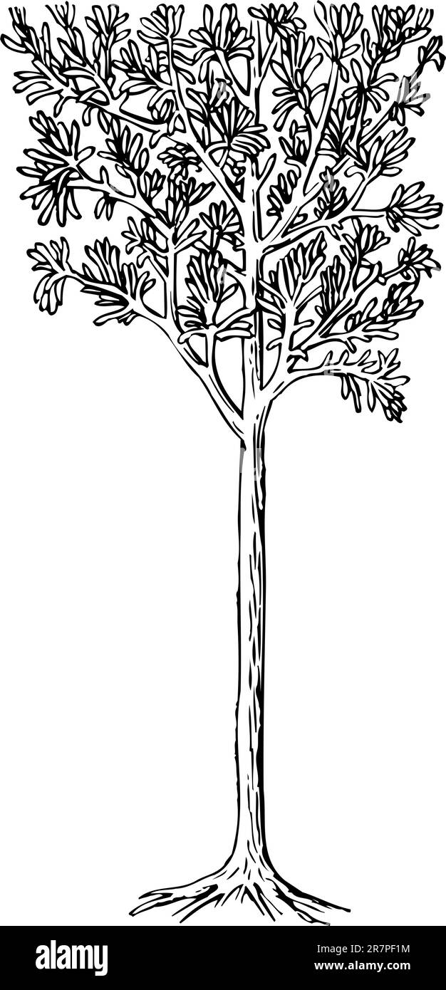 Tree isolated on white Stock Vector Image & Art - Alamy