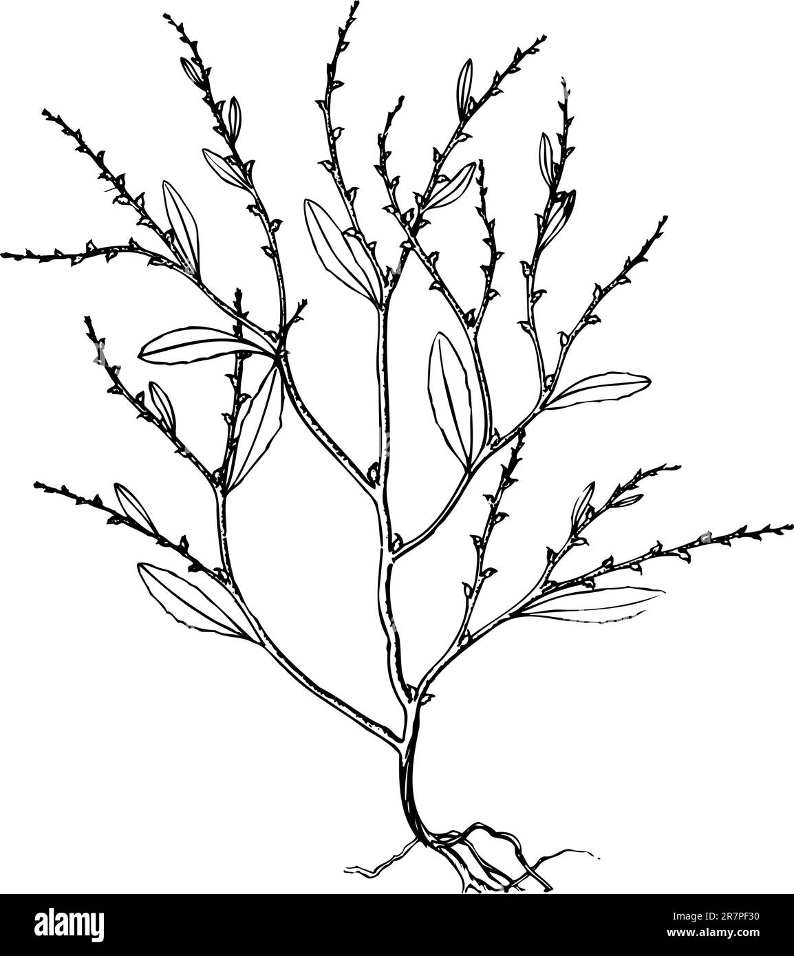 Plant isolated on white Stock Vector Image & Art - Alamy