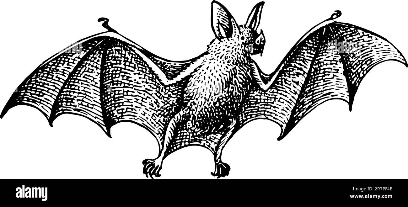 Cartoon bat Black and White Stock Photos & Images - Alamy
