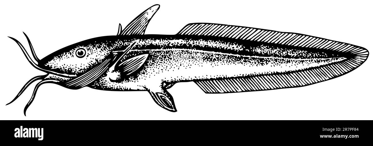 Eel catfish (Channallabes apus) isolated on white Stock Vector