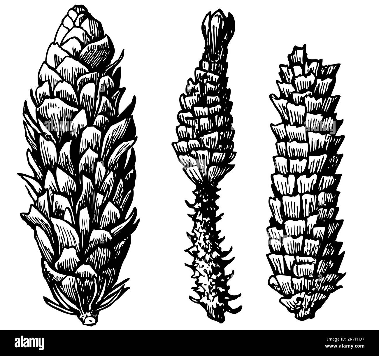 Pine cones isolated on white Stock Vector