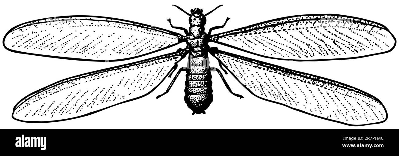 White ant isolated on white Stock Vector Image & Art - Alamy