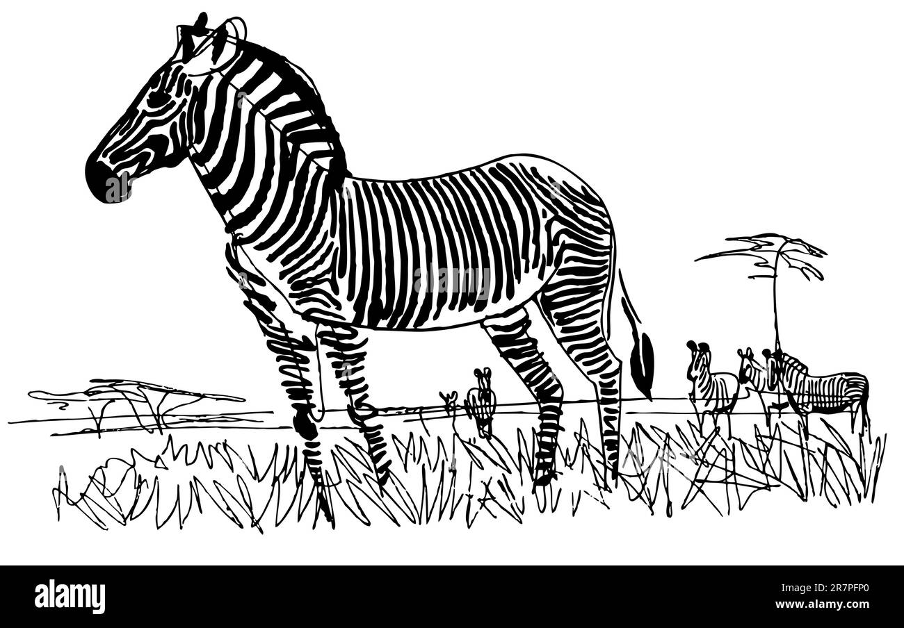 Zebra in the grass Stock Vector