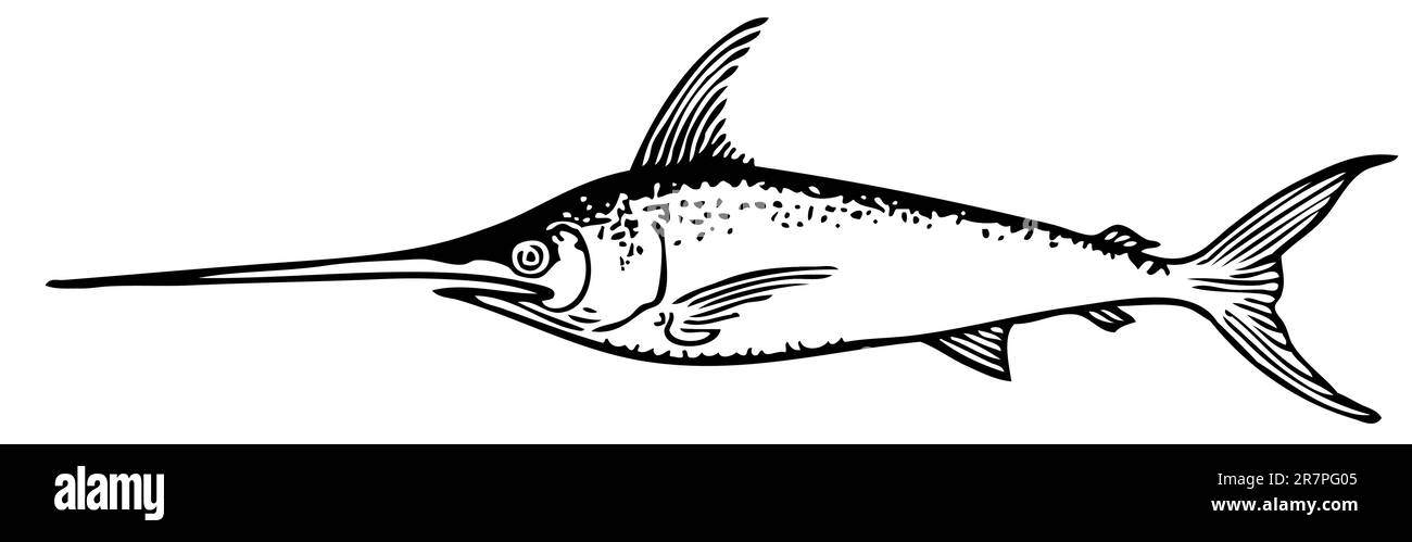 Fish isolated on white Stock Vector