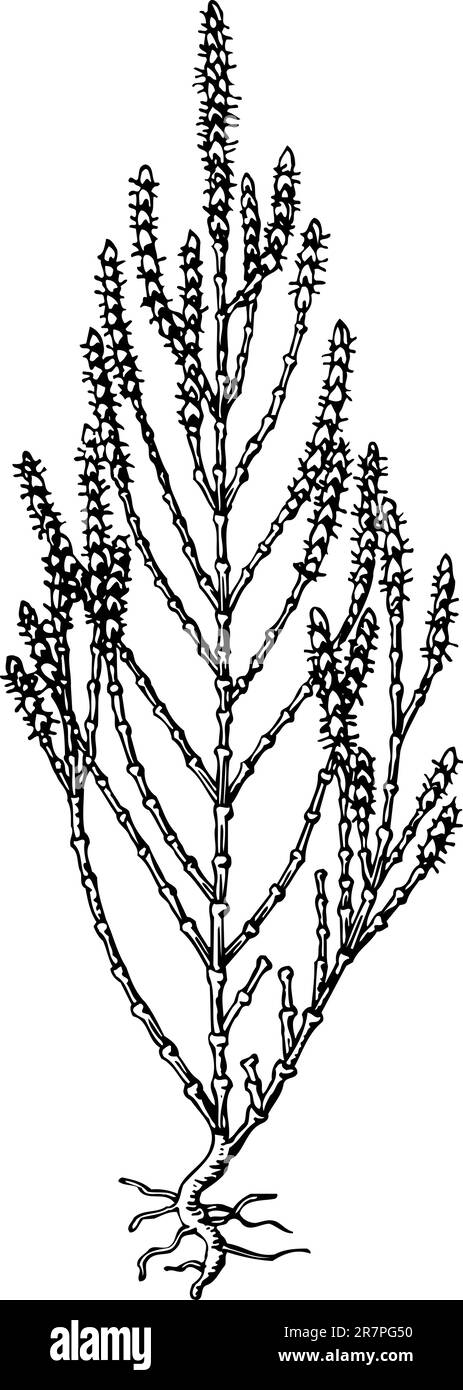 Salicornia (samphire) isolated on white Stock Vector