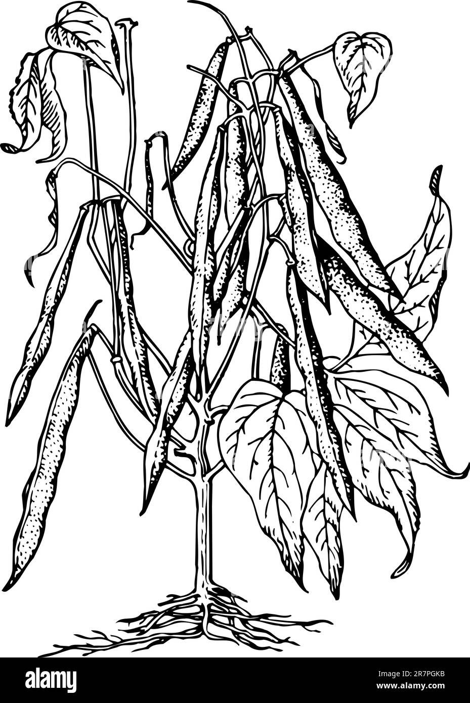 Bean Plant Clipart Black And White