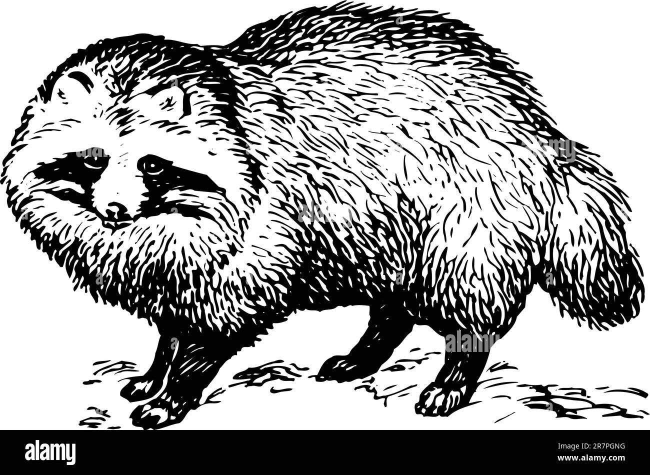 Racoon Cut Out Stock Images & Pictures - Alamy