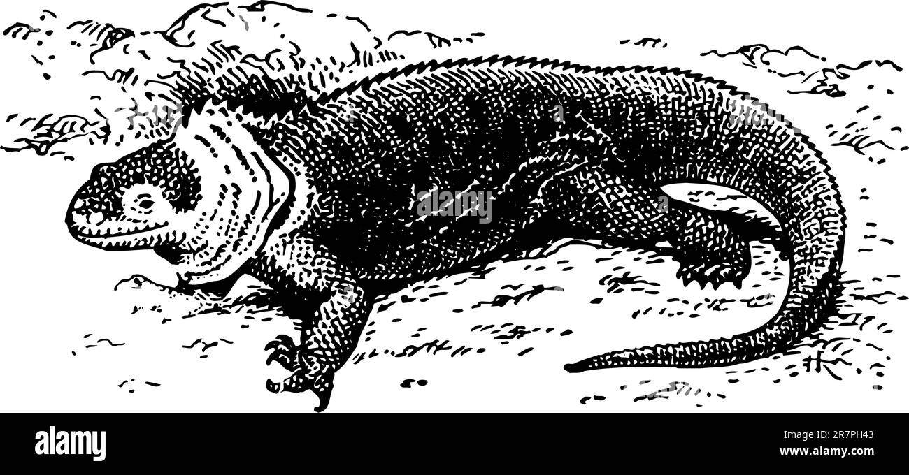 Bright lizard Stock Vector Images - Alamy