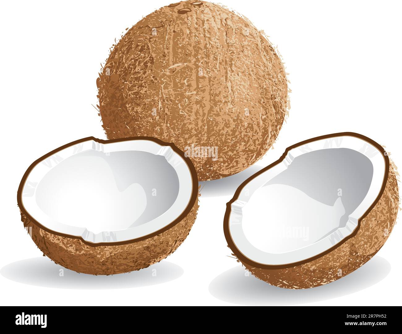 Realistic vector illustration of a coconut and half coconuts Stock Vector Image & Art Alamy