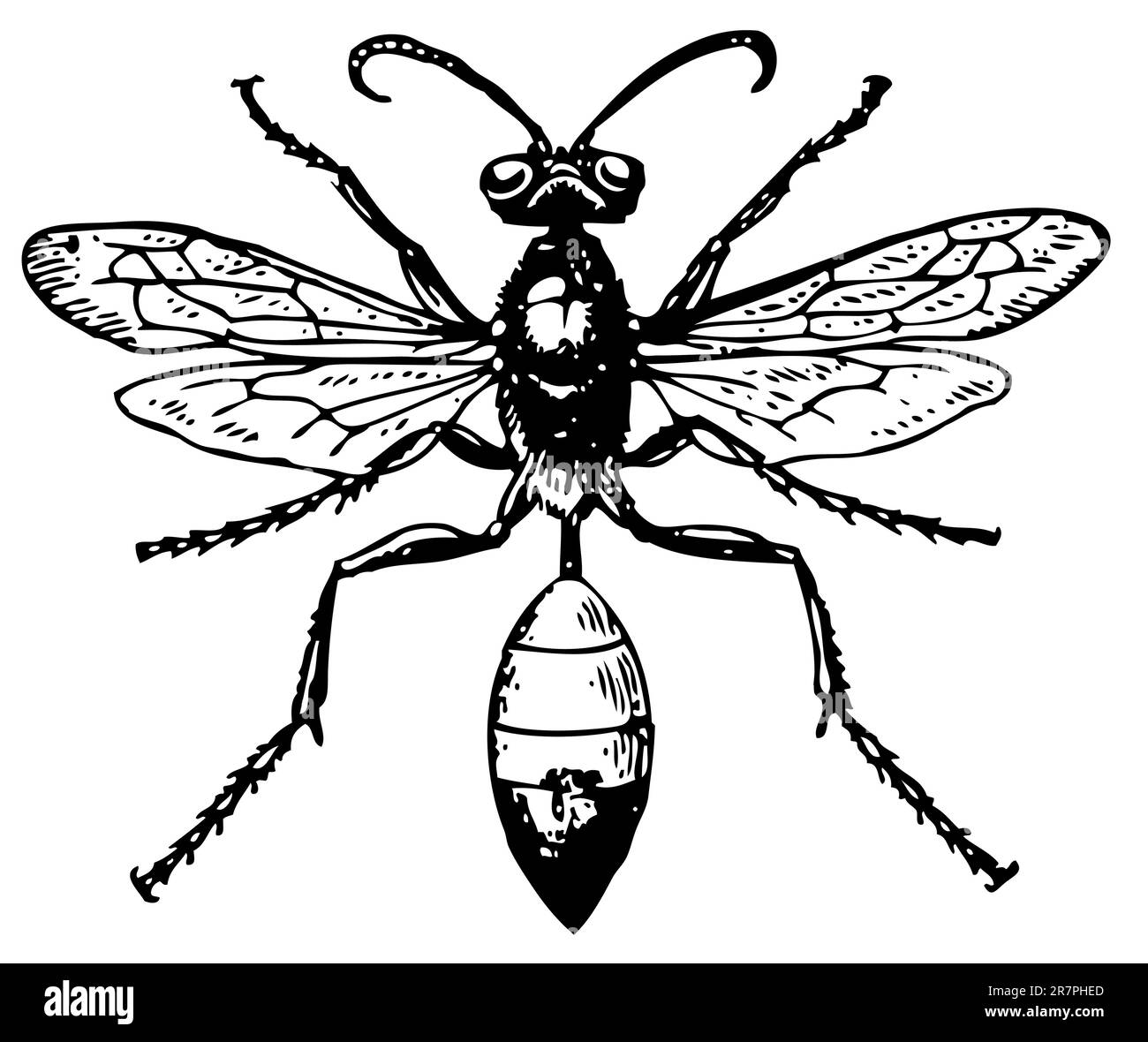 Wasp Sphex isolated on white Stock Vector