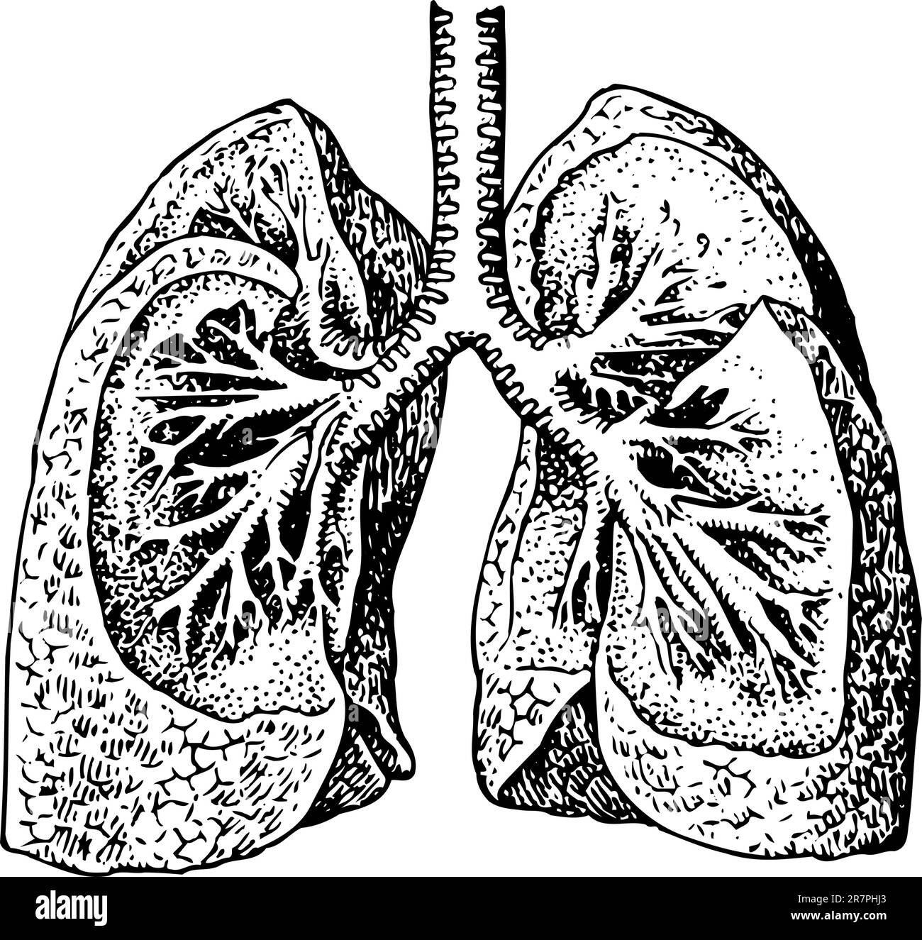 Lung of man isolated on white Stock Vector