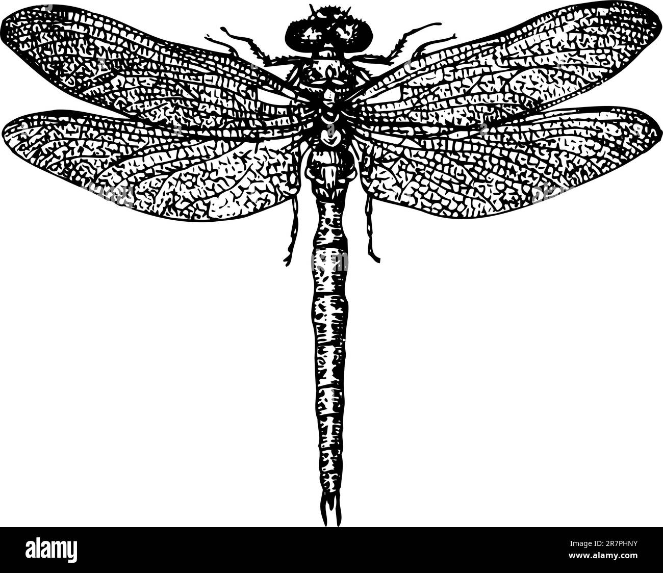 Dragonfly isolated on whiite Stock Vector