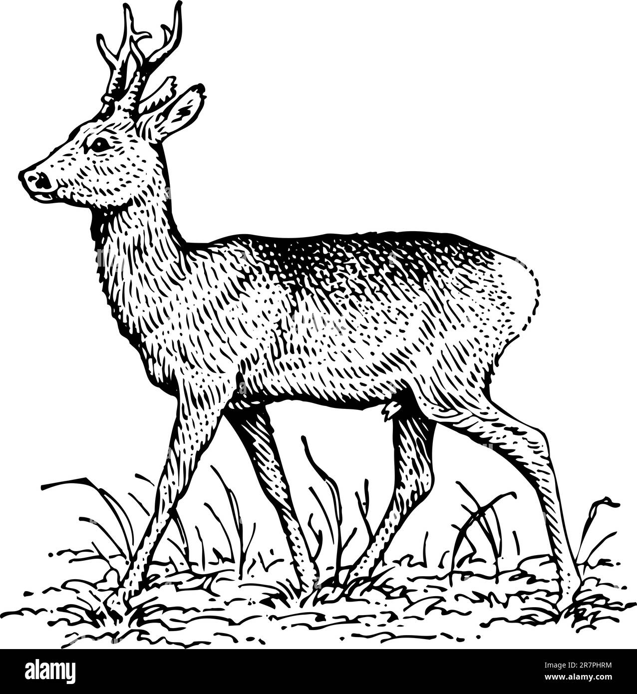 Deer isolated on white Stock Vector