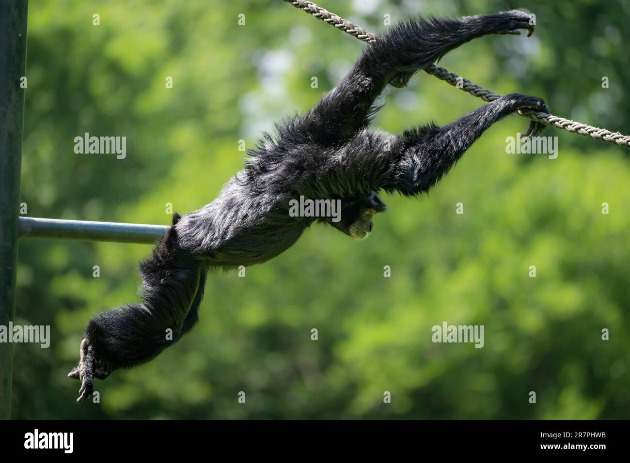 An adorable monkey swinging from a rope in a tropical forest setting, full of lush green vegetation Stock Photo