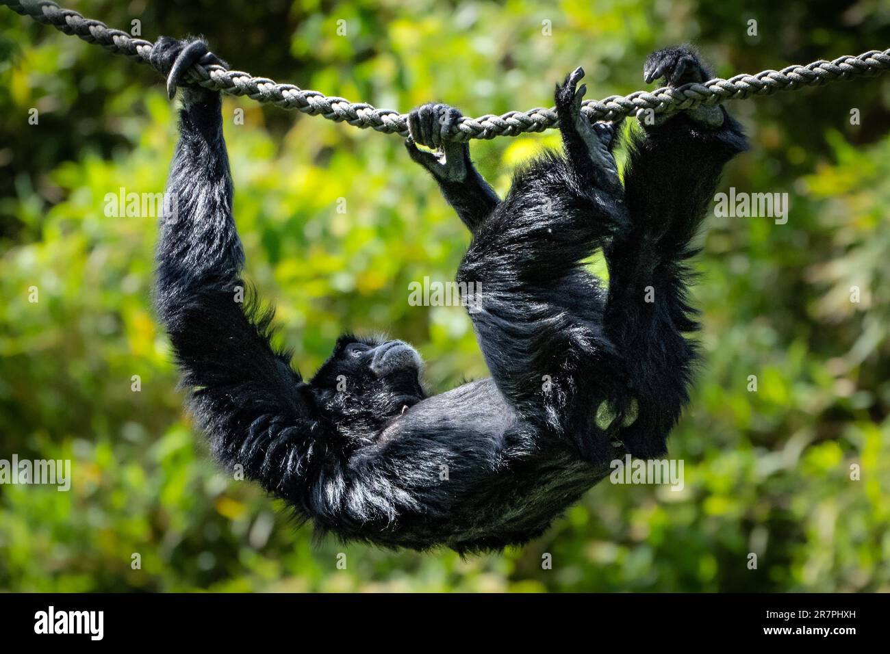 A black monkey hangs from a rope, suspended in the air and surrounded ...