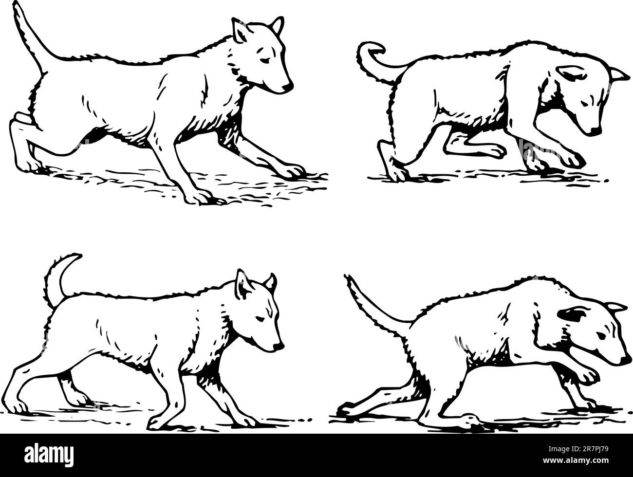 Four phases of moving dog Stock Vector Image & Art Alamy