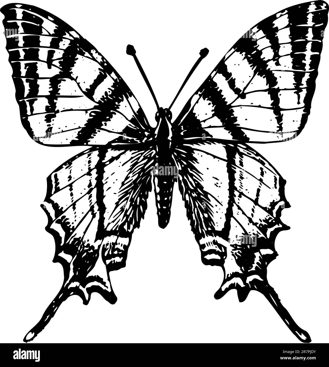 iphiclides-stock-vector-images-alamy