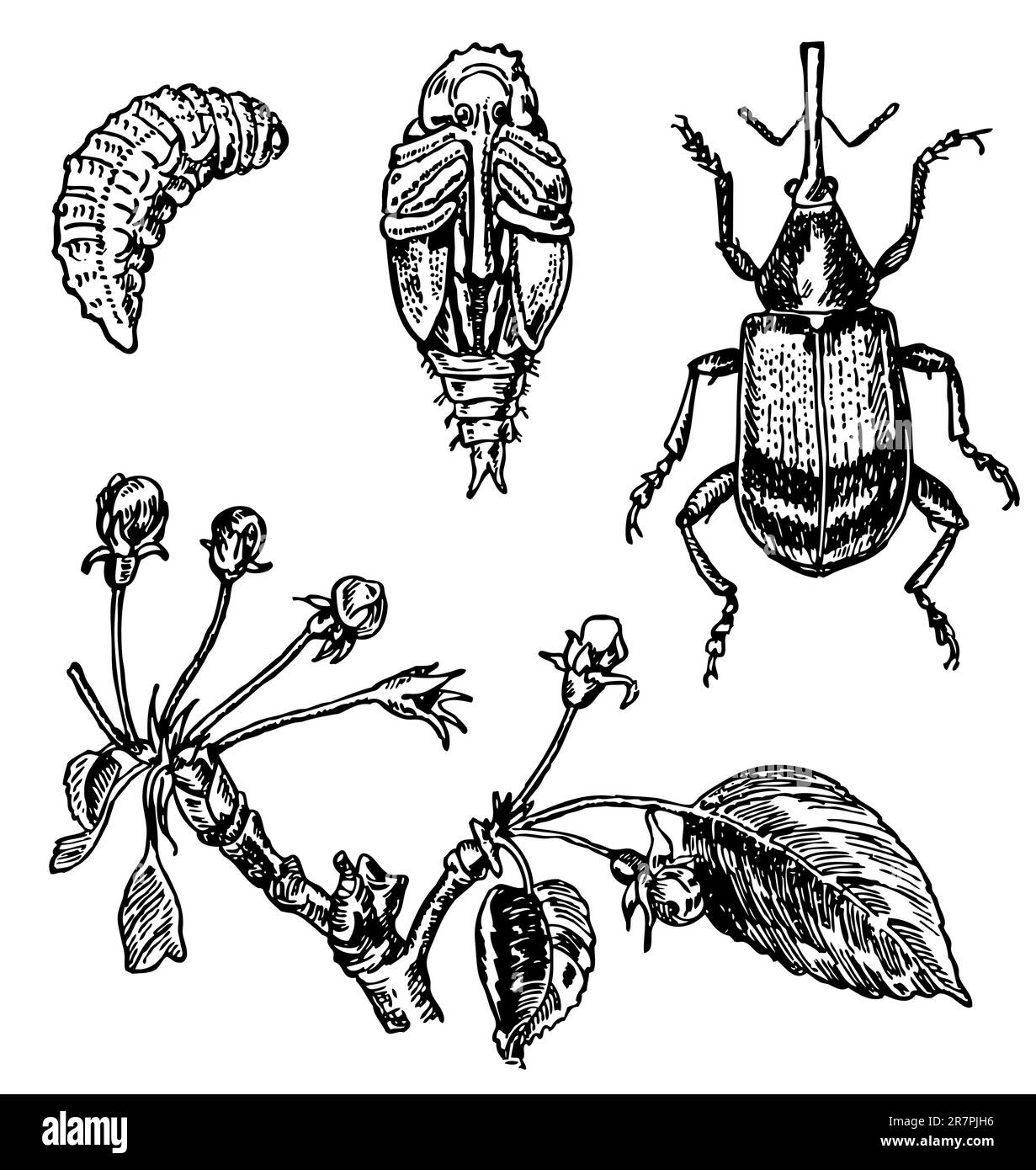 Apple blossom weevil Stock Vector Image & Art Alamy