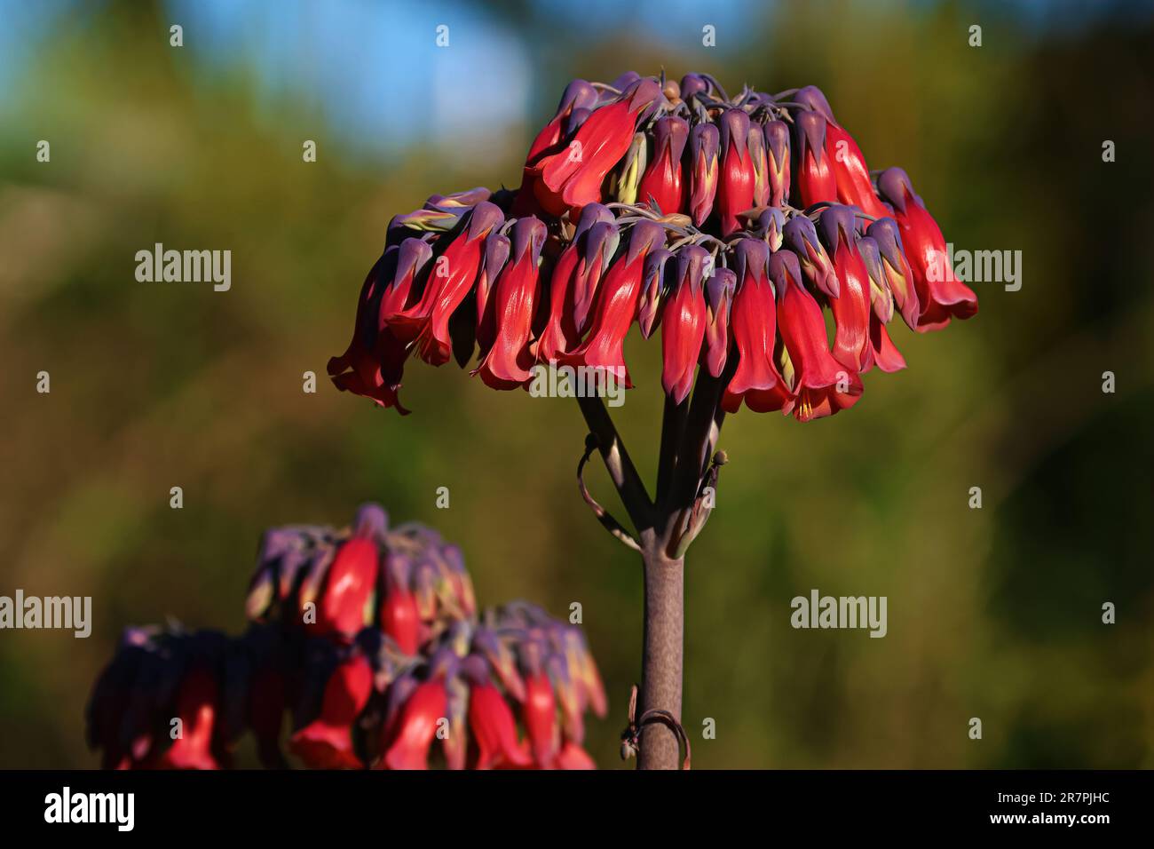 Beautiful plants and red Kalanchoe Delagoensis Eckl & Zeyh flowers outside in the garden on a sunny warm day, shot up close in macro. Stock Photo