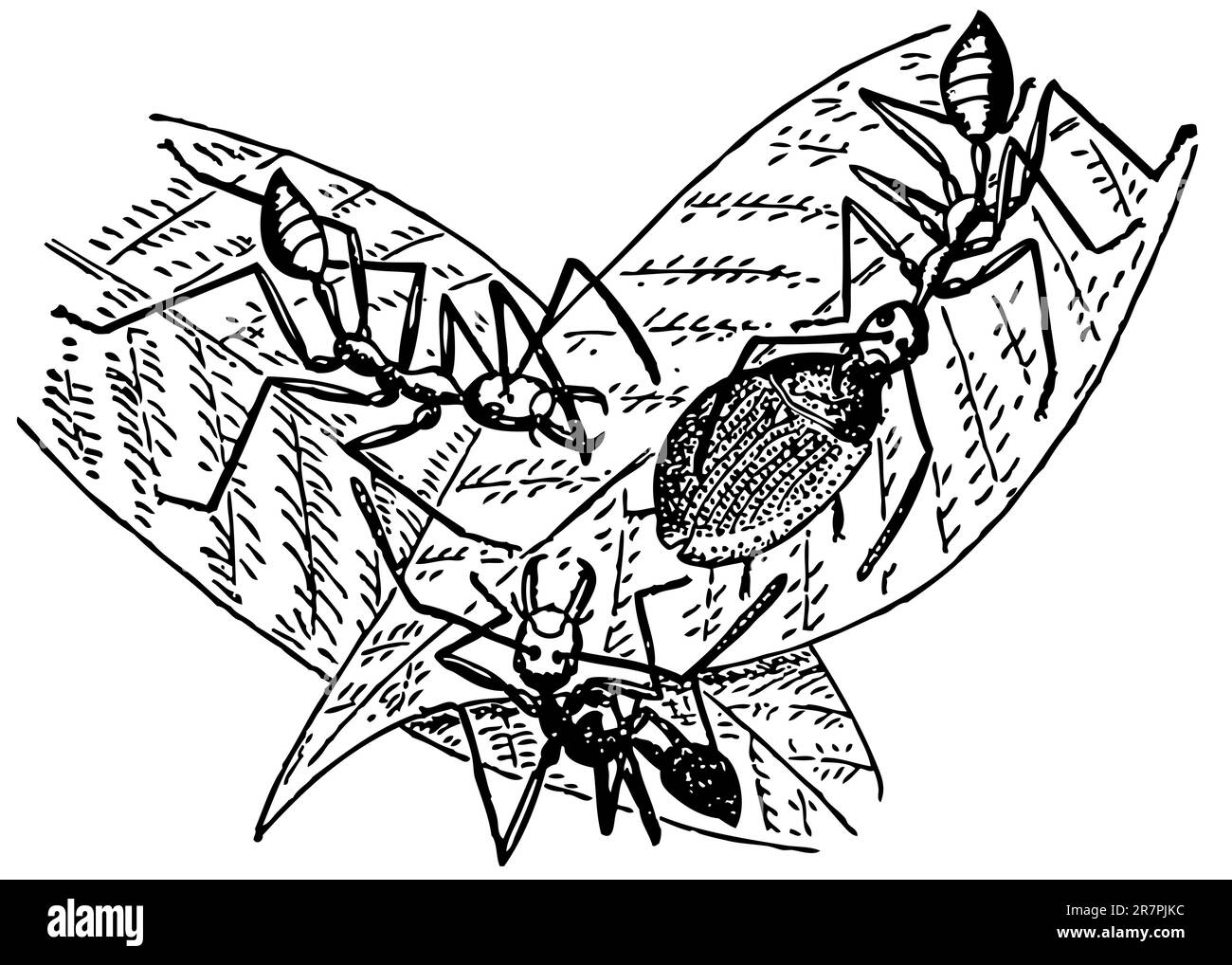 Weaver ants Black and White Stock Photos & Images Alamy