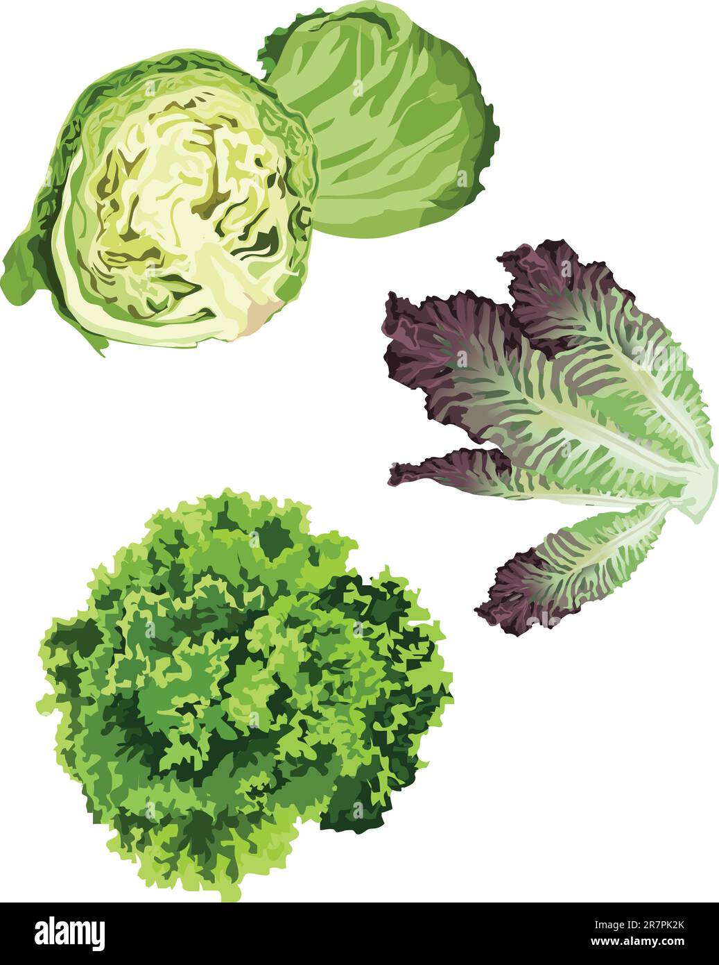 Cliparts of various lettuce types on white background Stock Vector