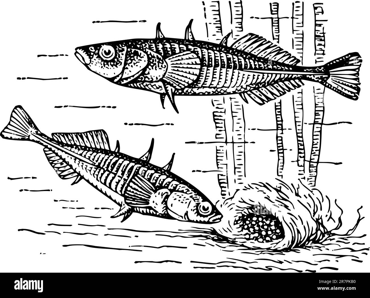 Fish isolated on white Stock Vector Image & Art - Alamy
