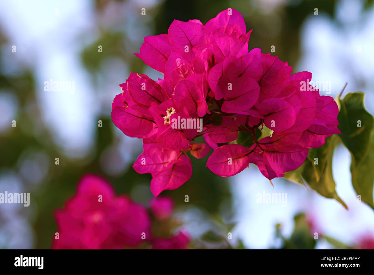 Beautiful plants and red Bougainvillea spectabilis Willd. flowers outside in the garden on a sunny warm day, shot up close in macro. Stock Photo