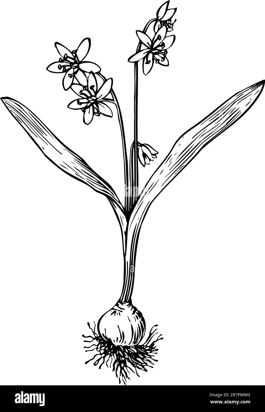 Flower isolated on white Stock Vector Image & Art - Alamy