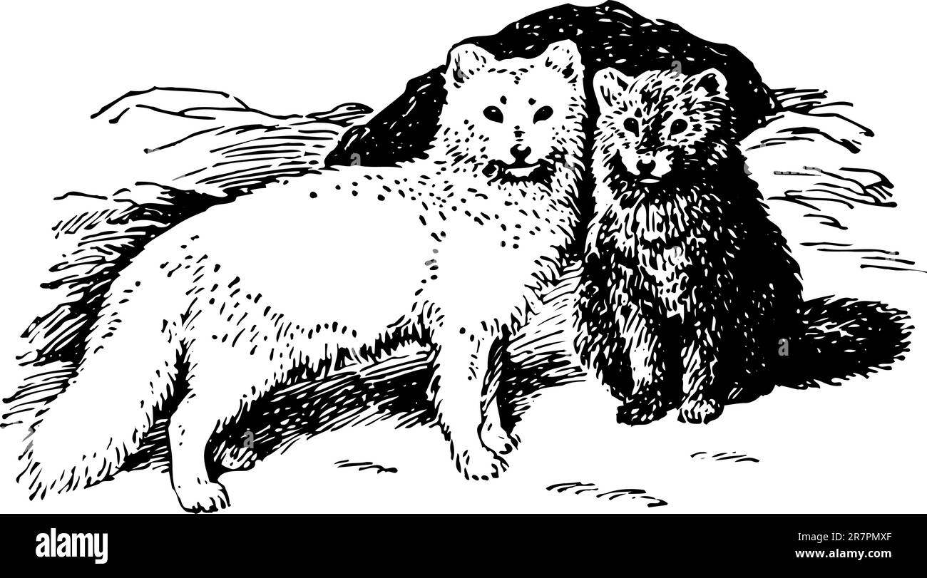 Male fox Black and White Stock Photos & Images - Alamy