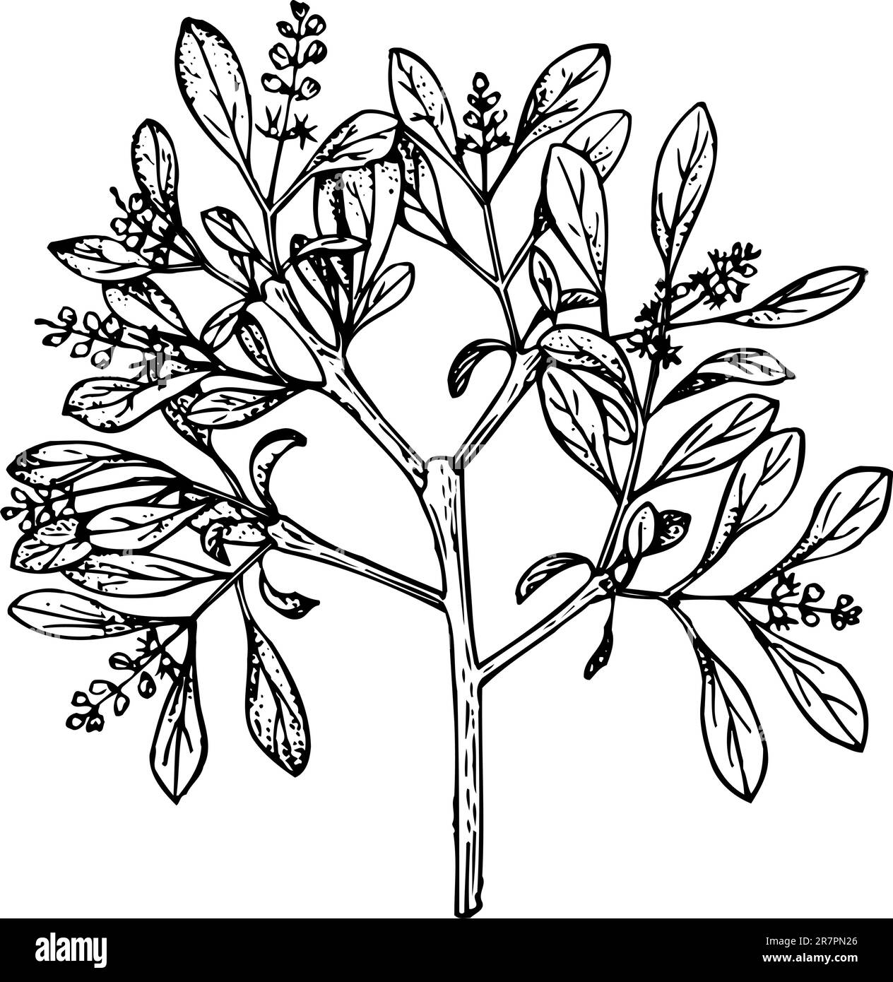 Plant loranthus isolated on white Stock Vector